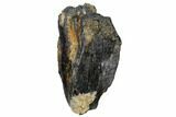 5.5" Partial Mammoth Molar - South Carolina - #129679-1
